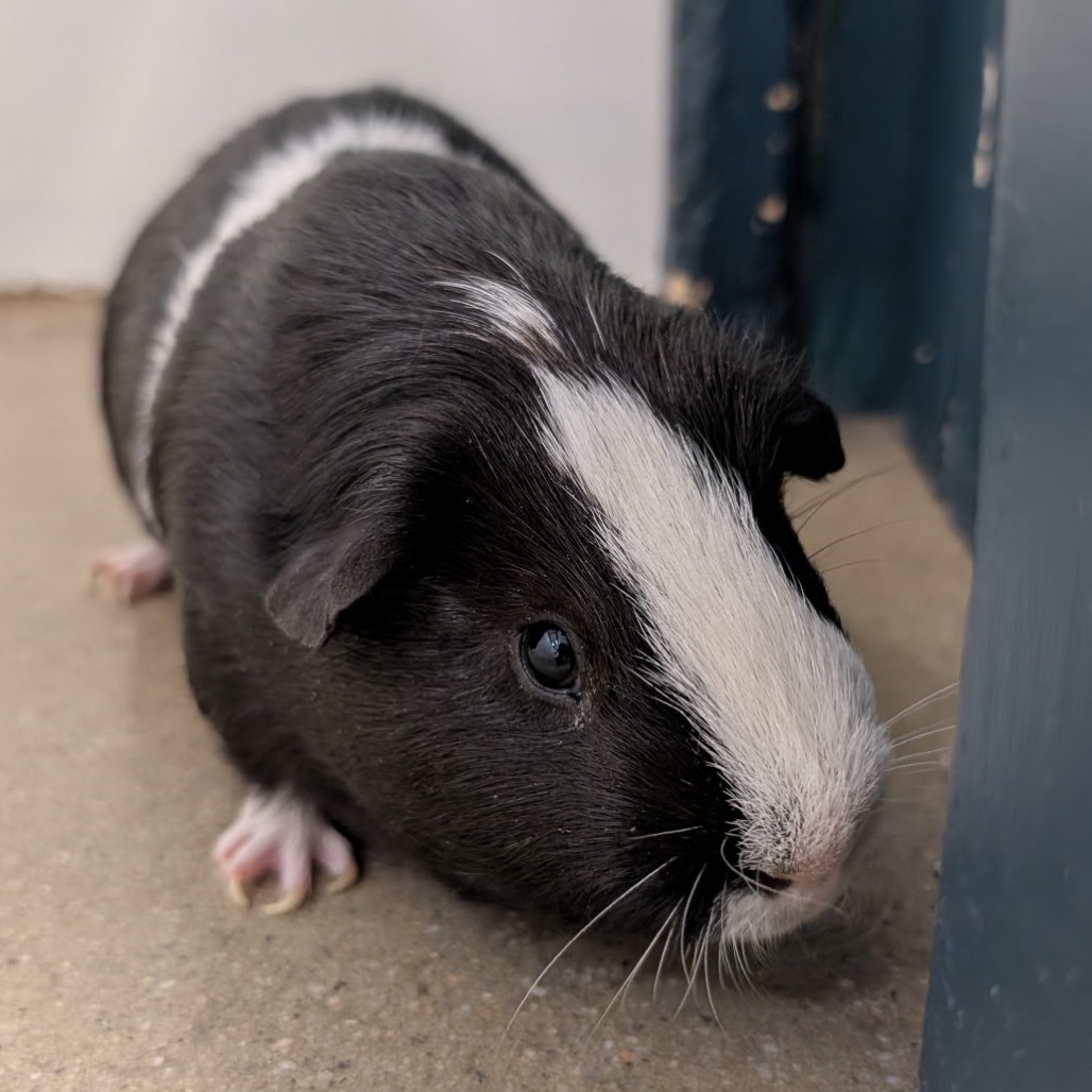 Oreo