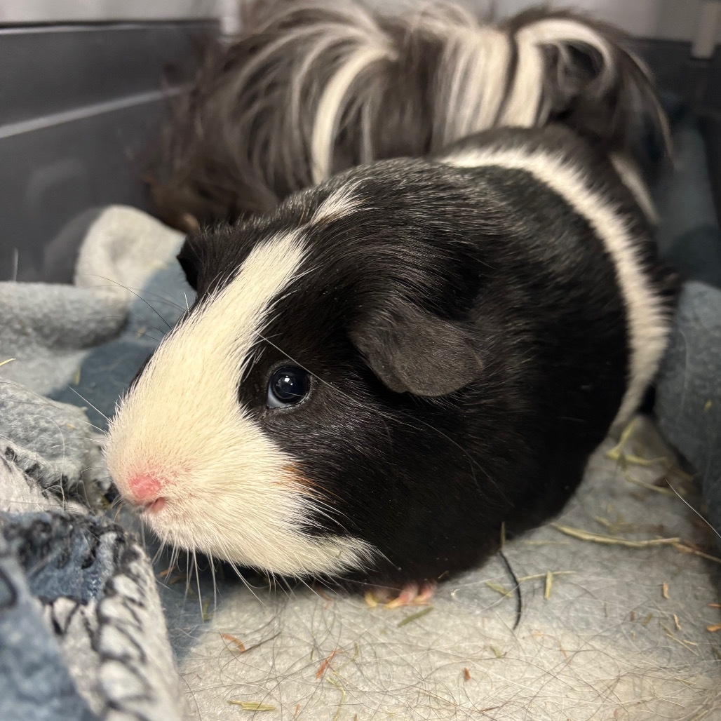 Oreo