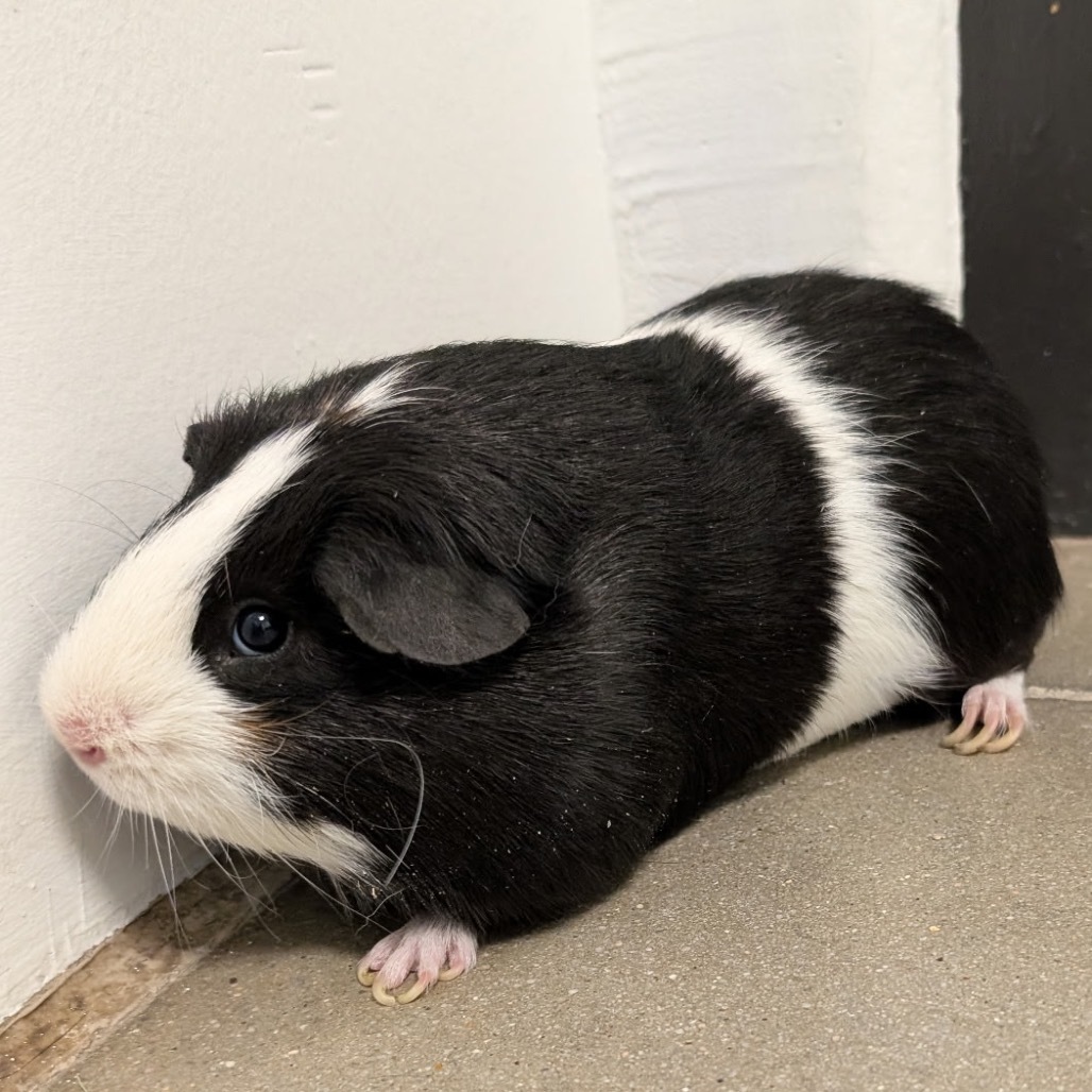 Oreo