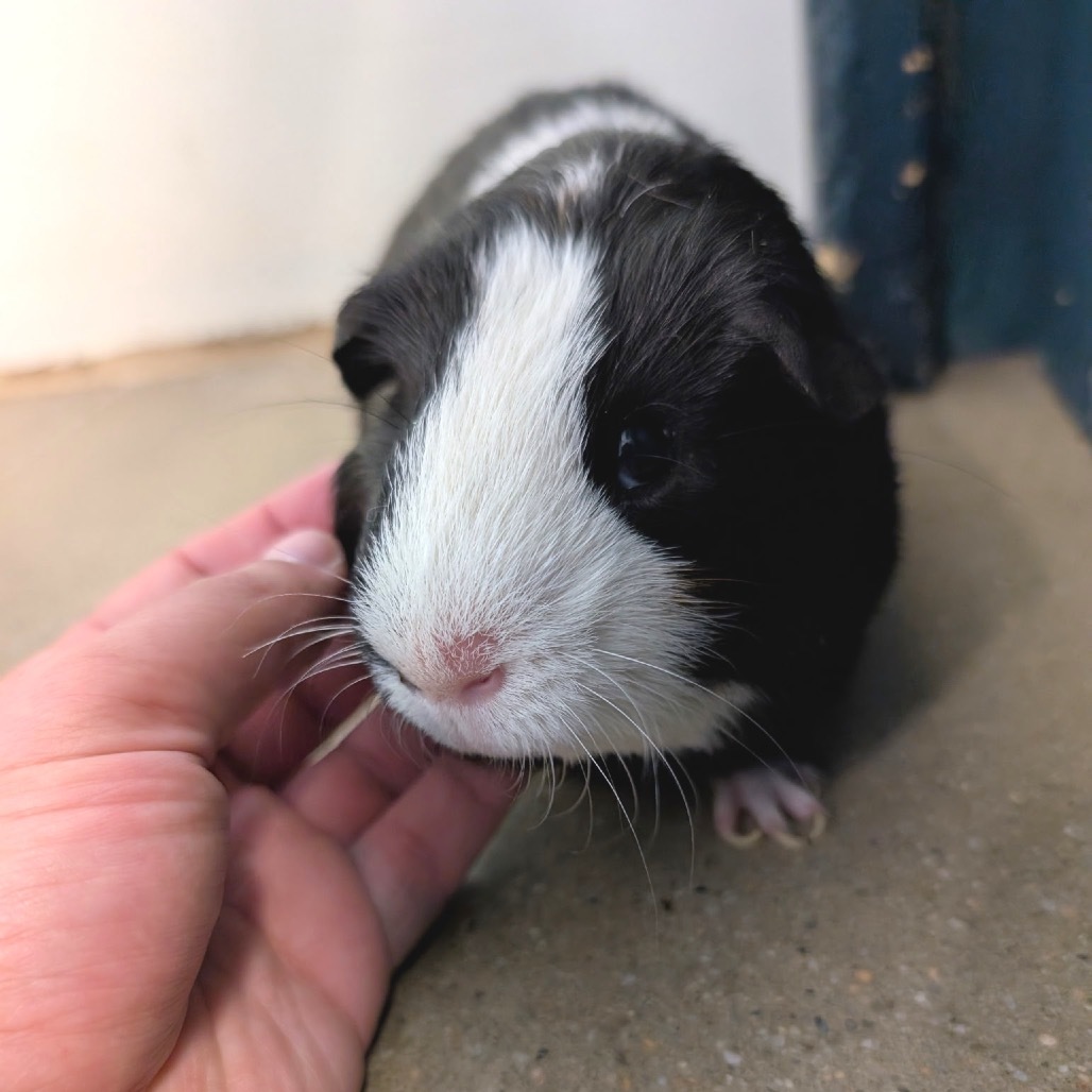 Oreo