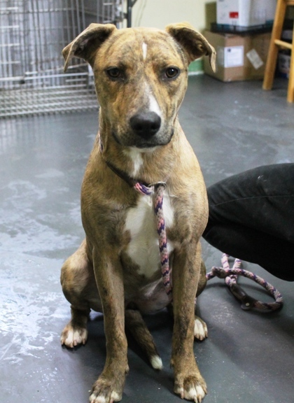 Suki