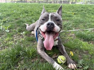 Swiss Miss is a bright and engaged pup enrolled in our Shelter Scholars program where hes working 
