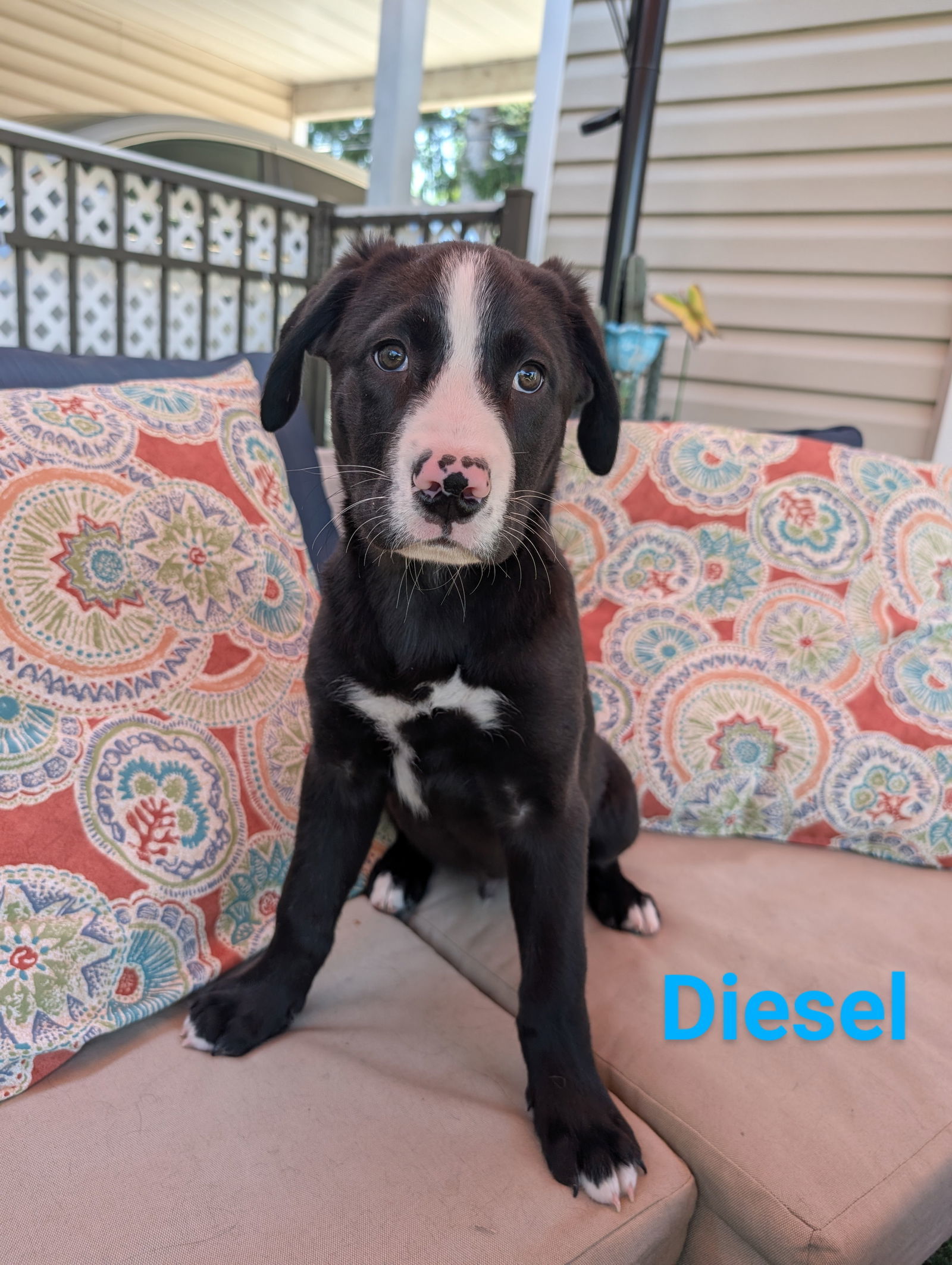 Diesel
