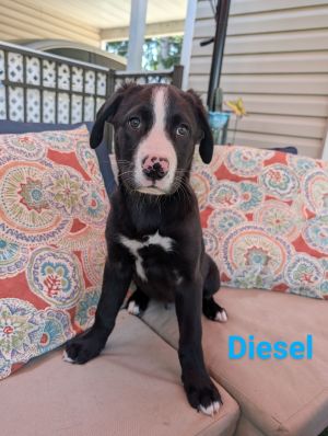Diesel, Young Male unknown