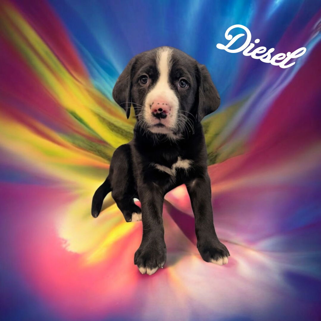 Diesel