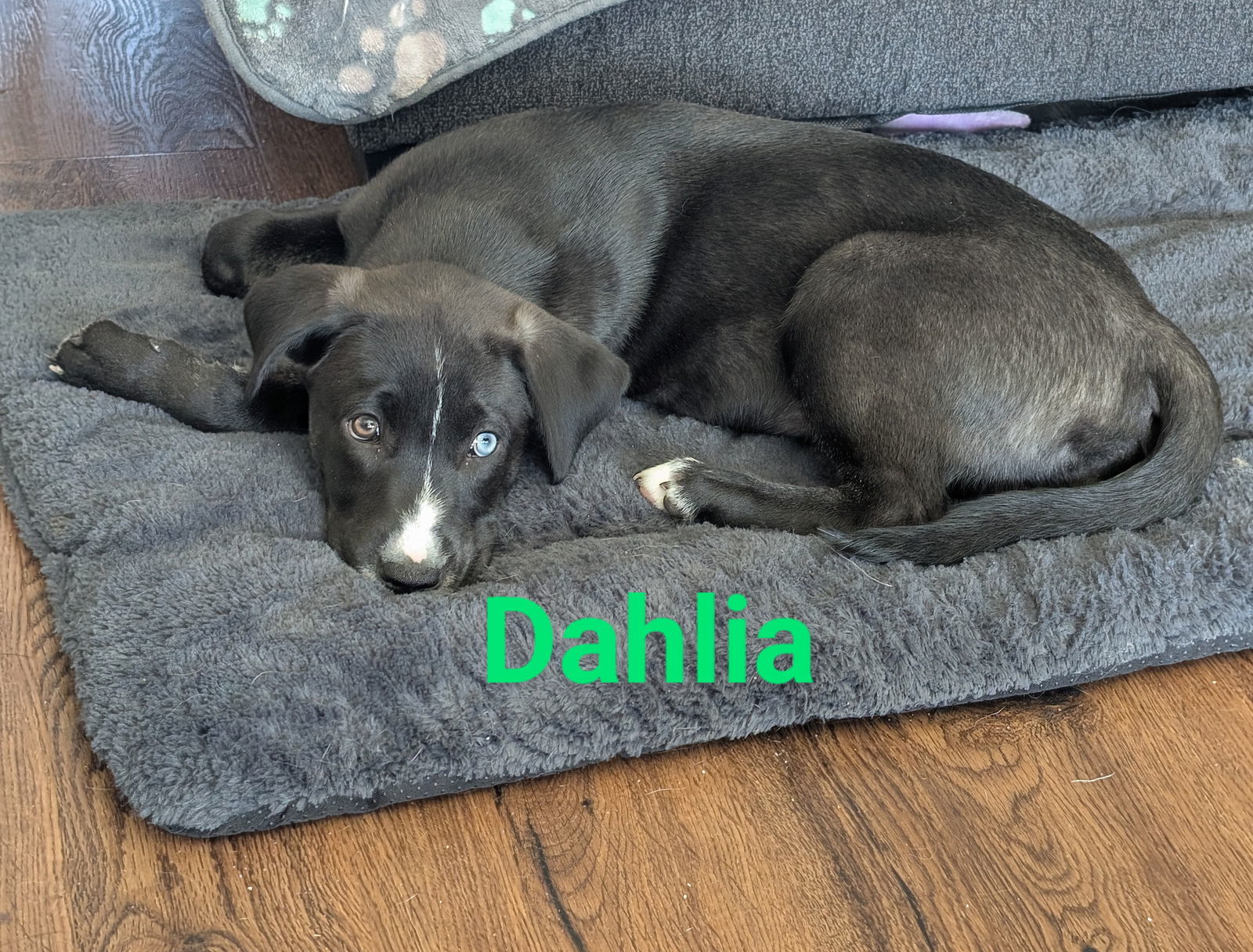 Dahlia