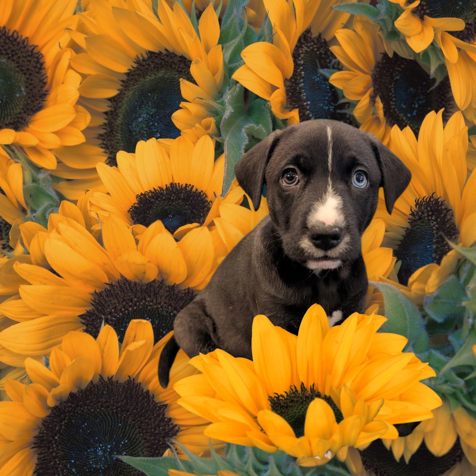 Dahlia