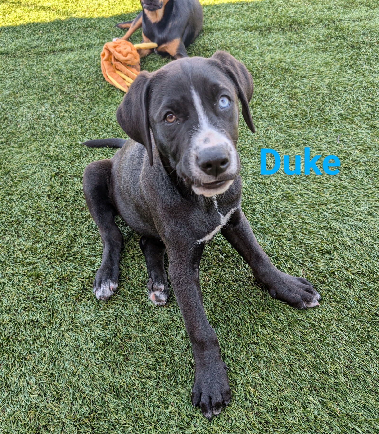 Duke