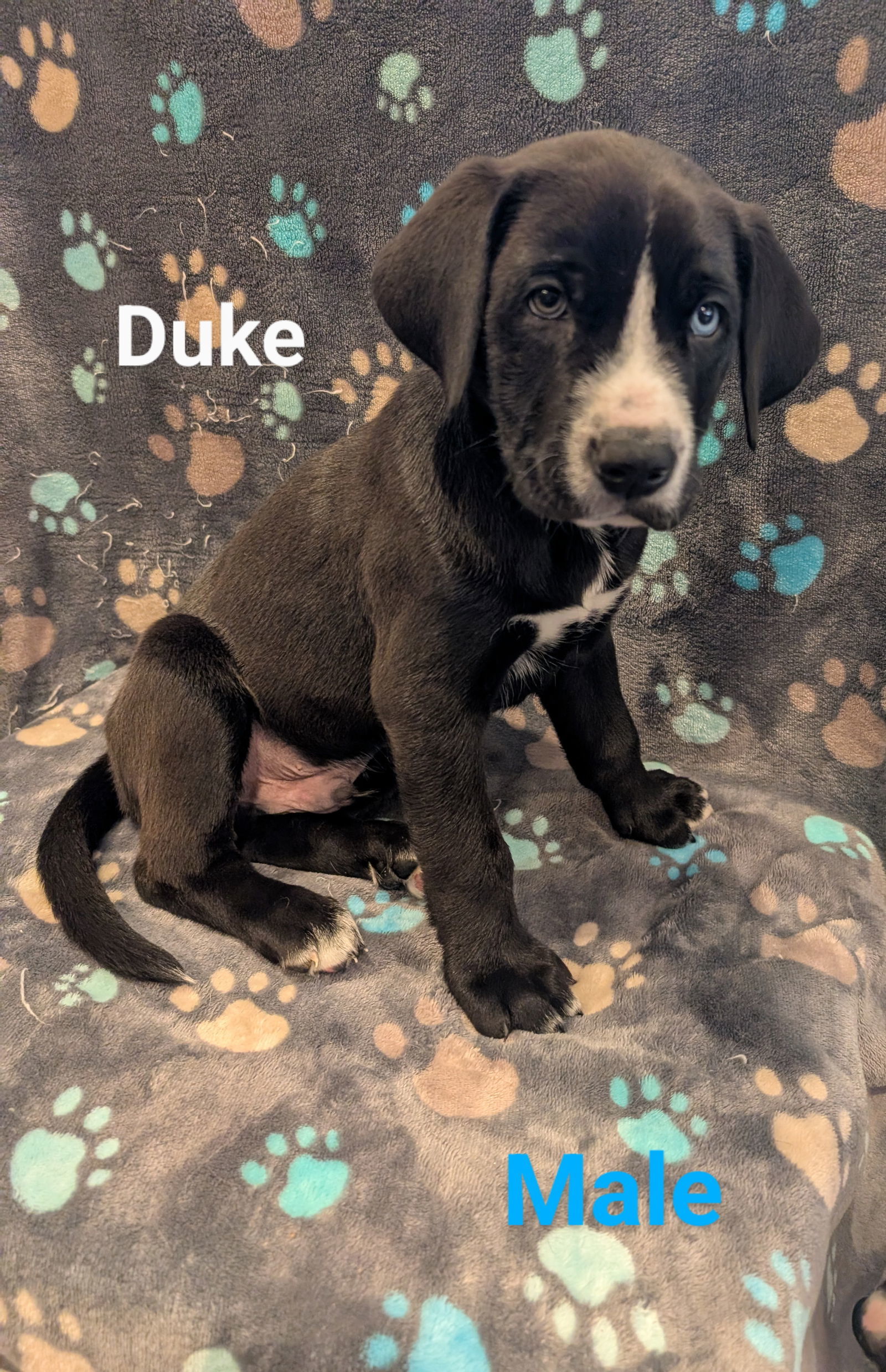 Duke