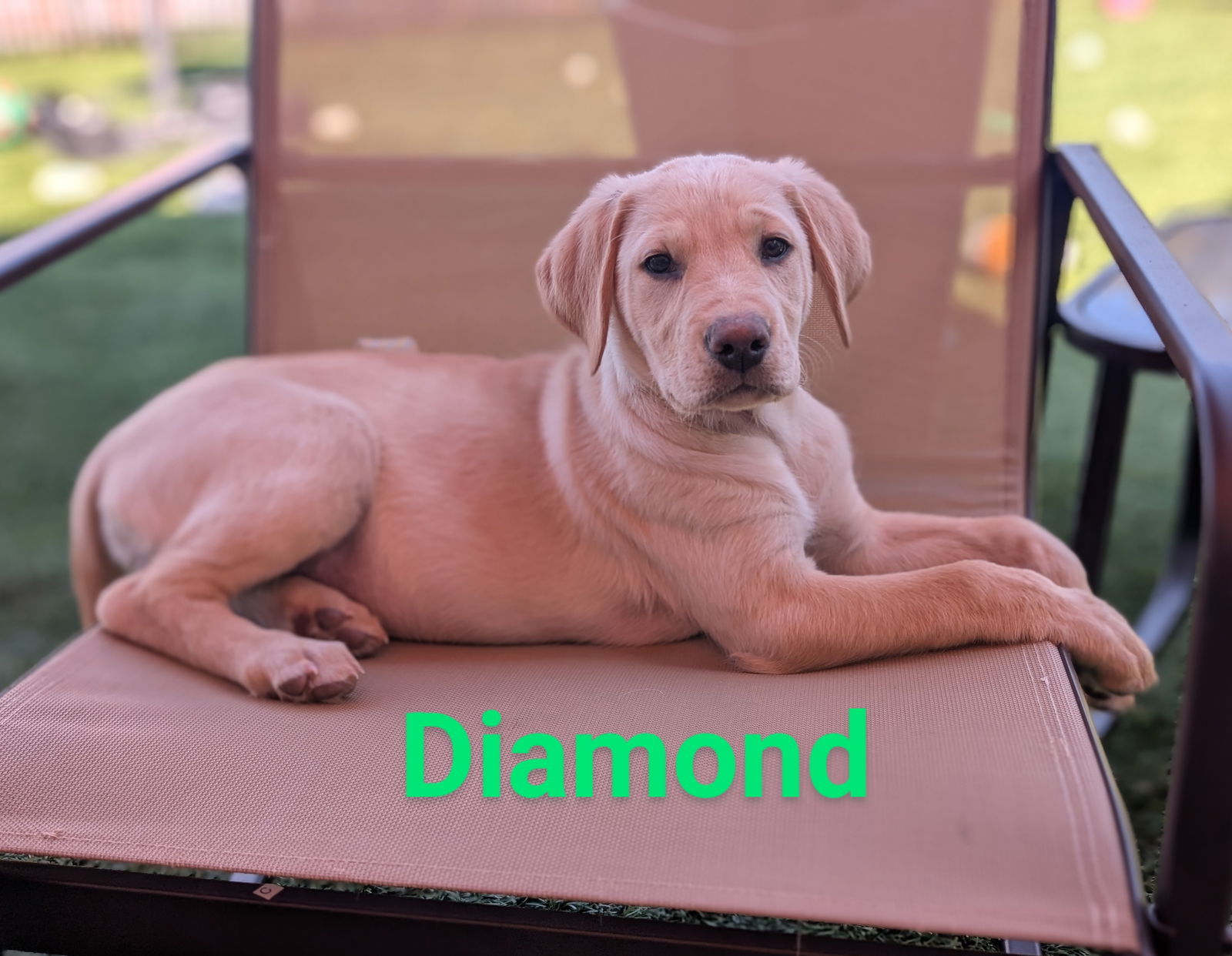 Diamond
