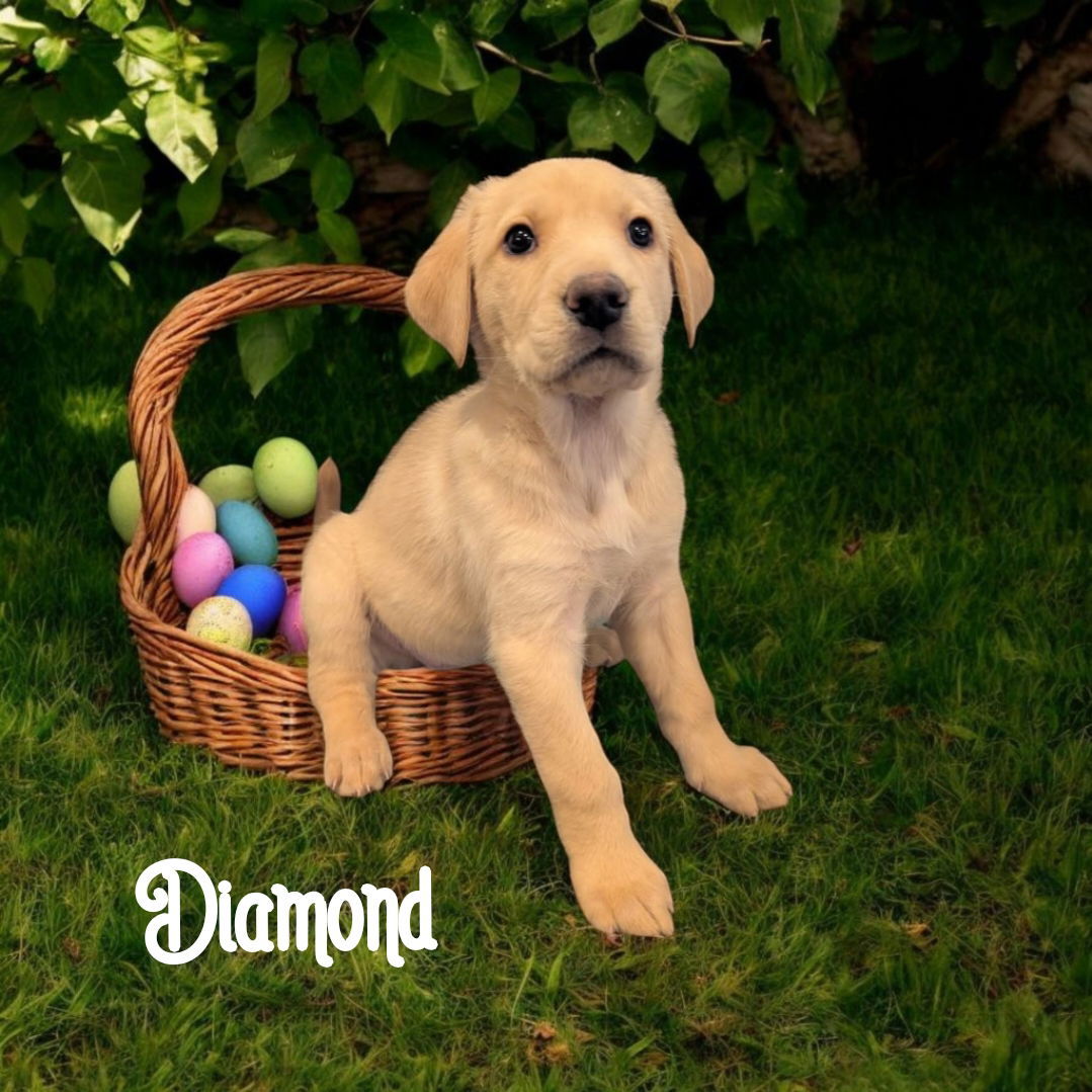 Diamond