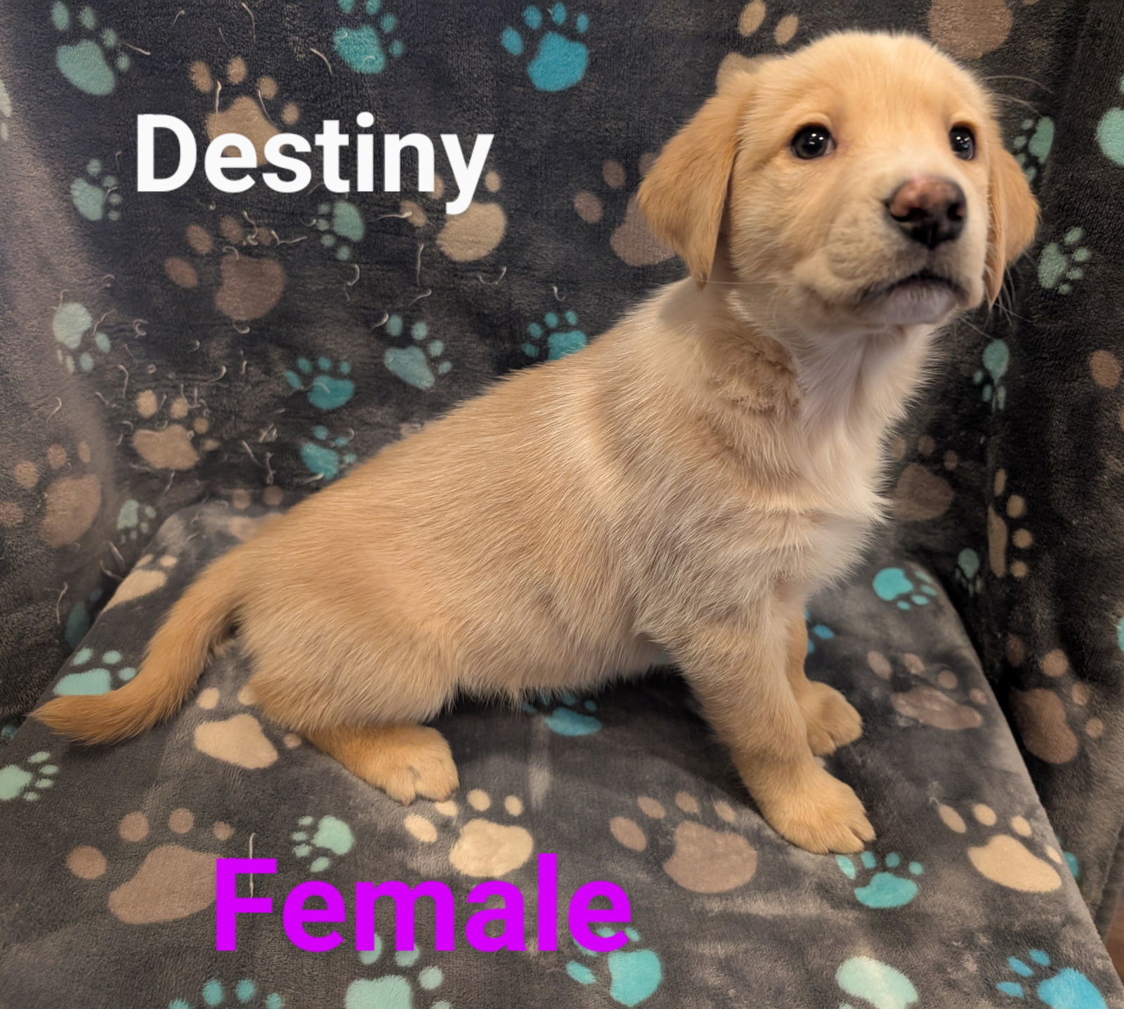 Destiny