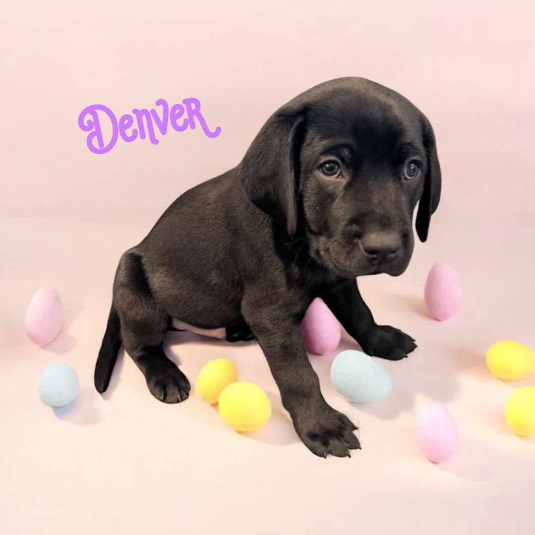 Dozer