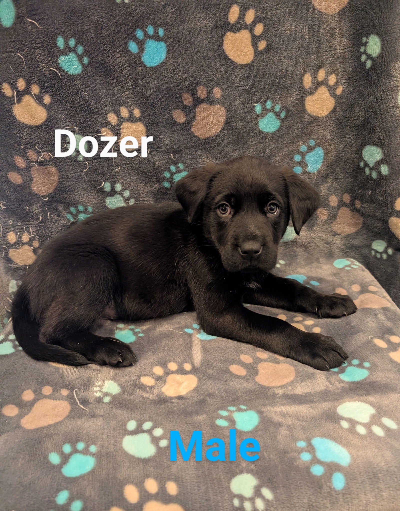 Dozer