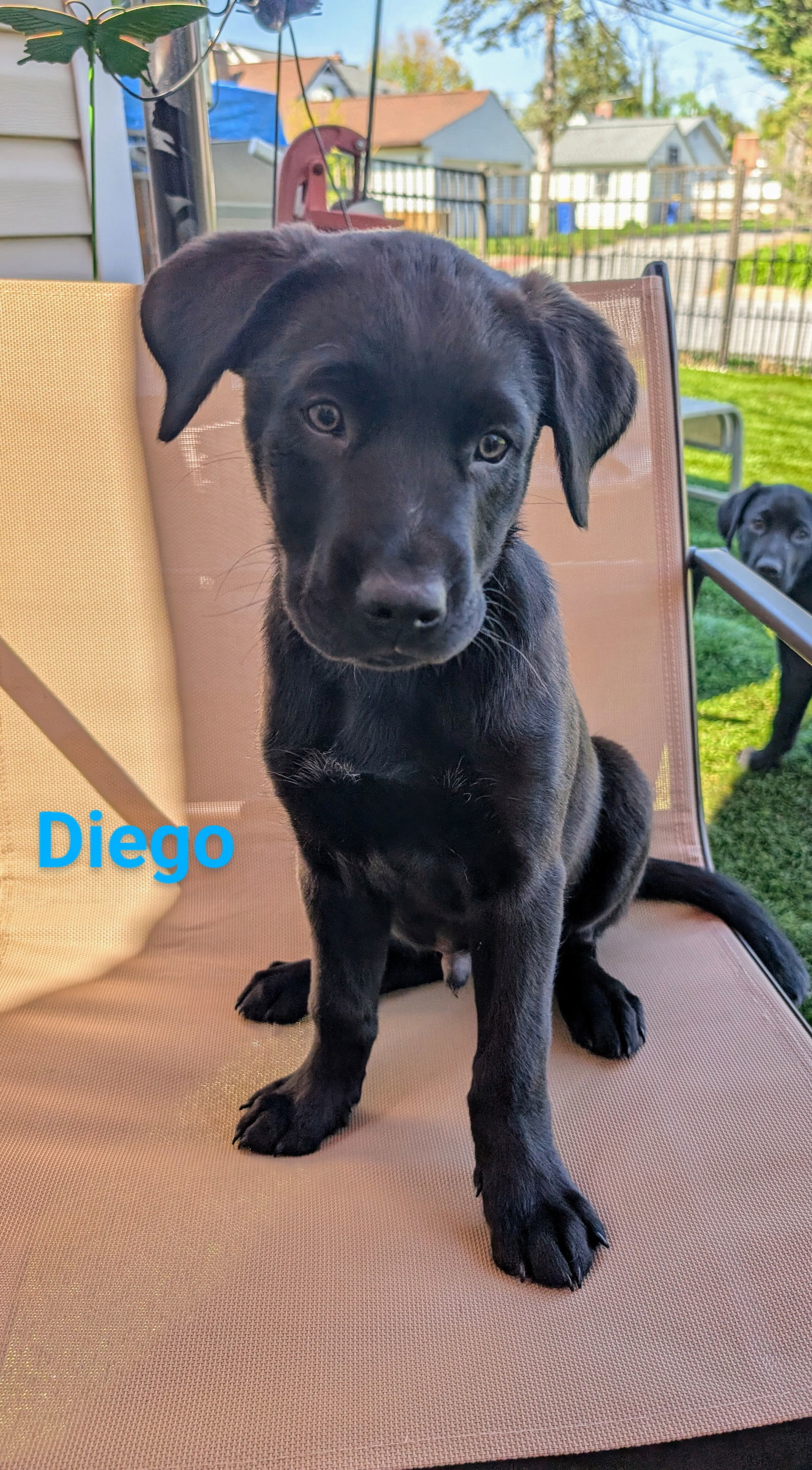 Diego