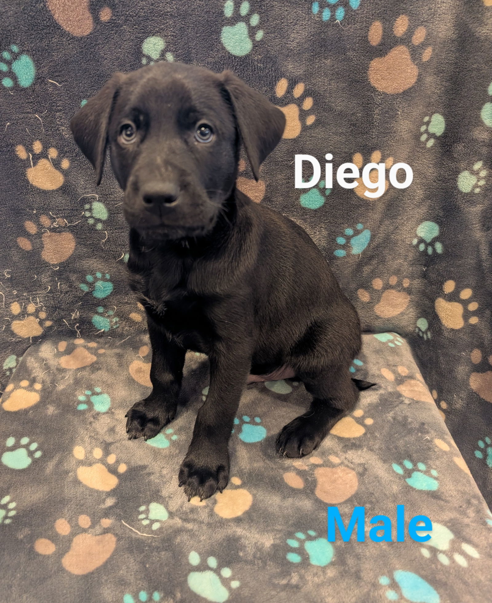 Diego