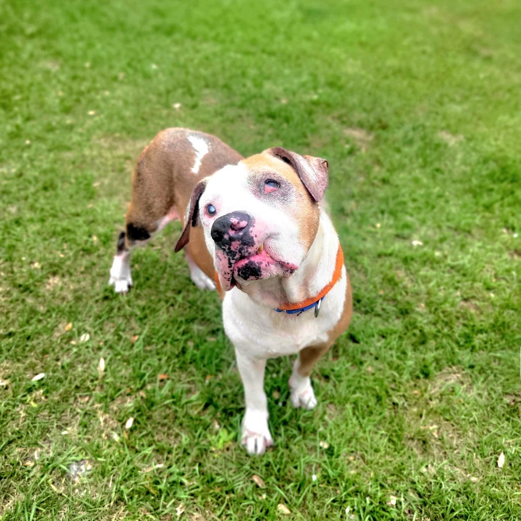 Goliath