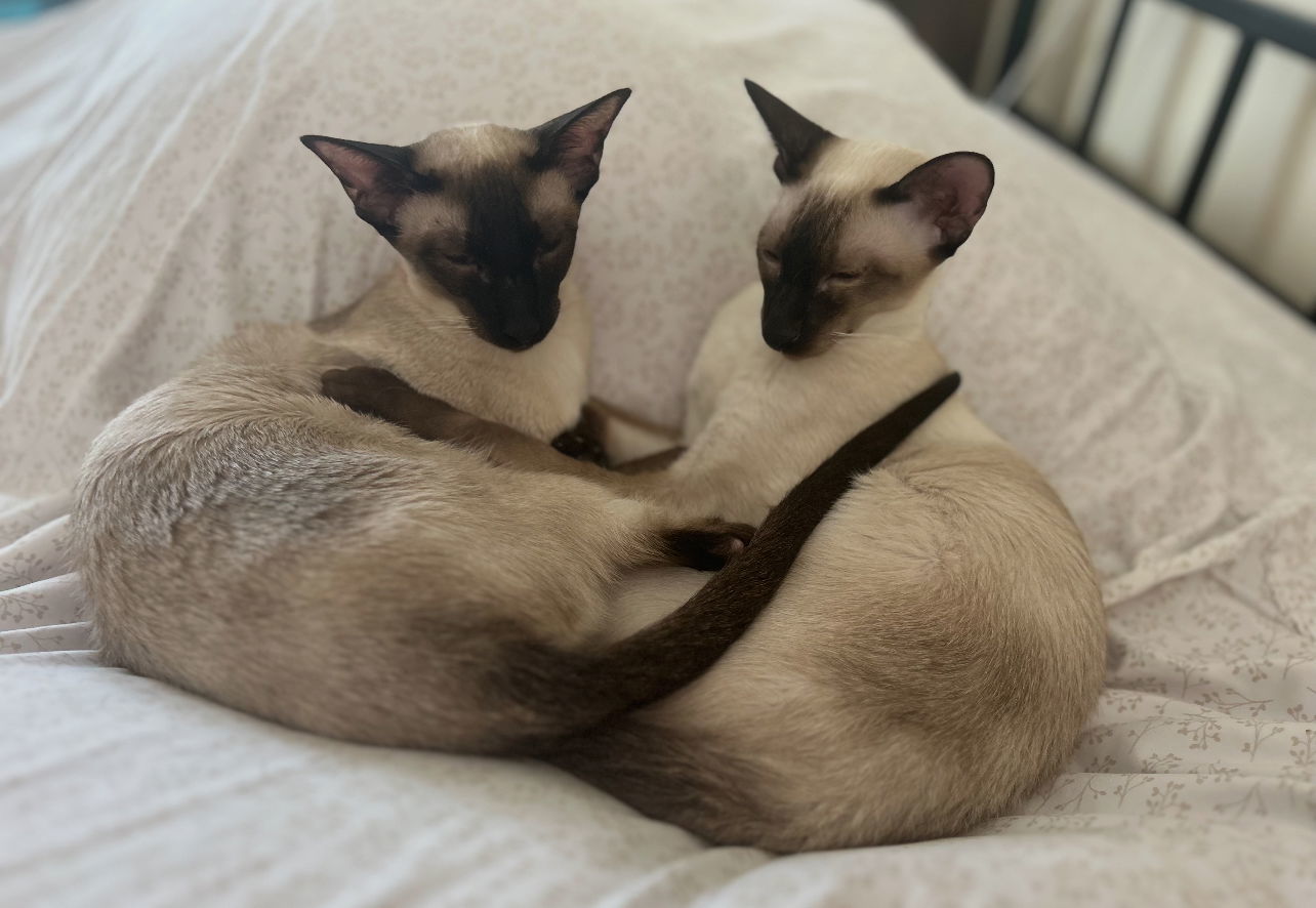 Mu-Lan (Bonded with Li-Shang)
