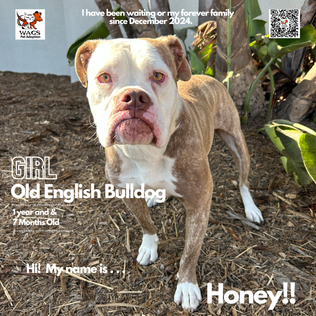 Honey
