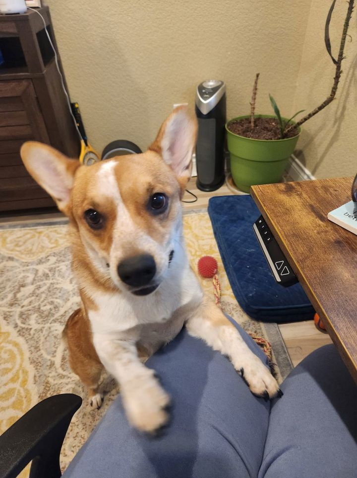 Tater Tot 2