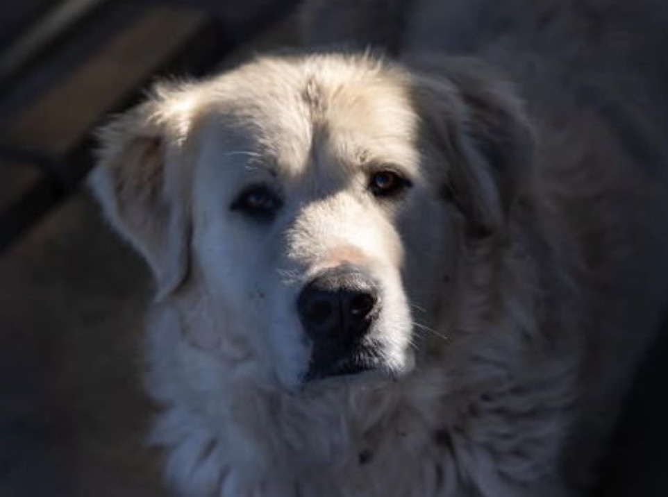 Halo, an adoptable Great Pyrenees in Hamilton, MT, 59840 | Photo Image 1