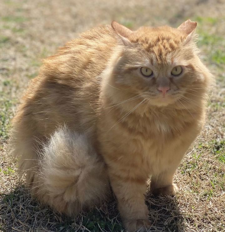 GARFIELD 1