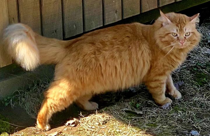 GARFIELD 3