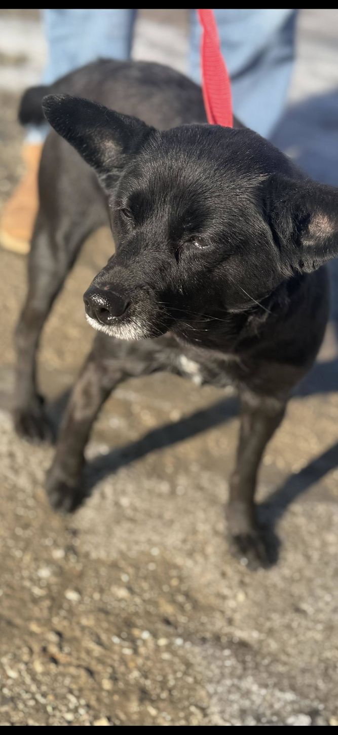 Sybil