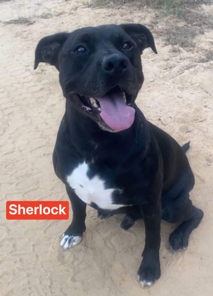 Sherlock 1