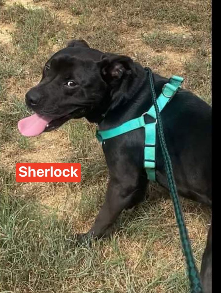 Sherlock 3