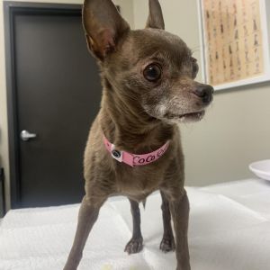 COCO BEAN