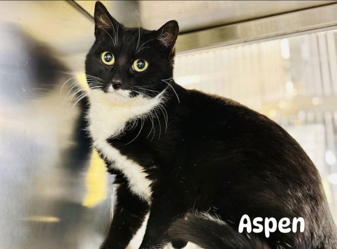 Aspen