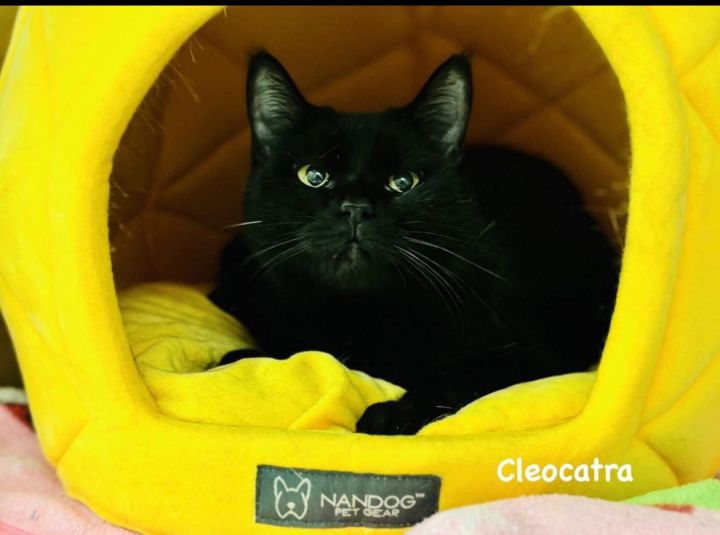 Cleocatra 1