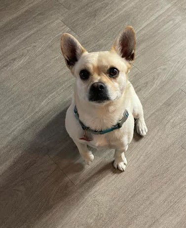 Mochi 3