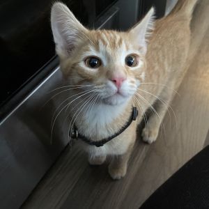 Are you needing an orange cat in your life Look no further than Rocky When I first got him home