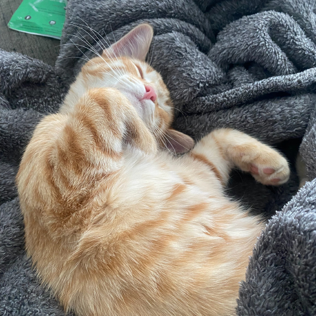 Rocky, an adoptable Domestic Short Hair in Spokane, WA, 99202 | Photo Image 3