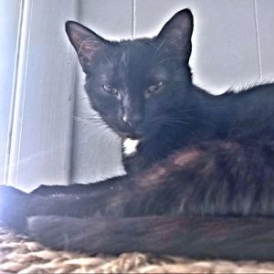 Tommy, Young Male Domestic Short Hair