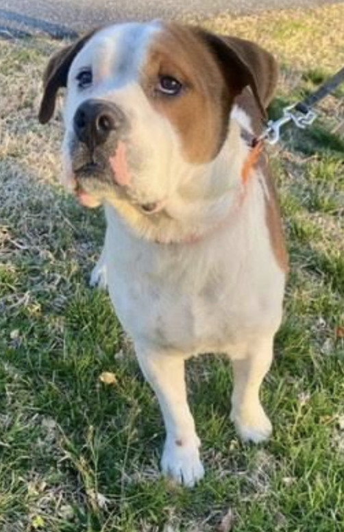 Gus (Courtesy Post)