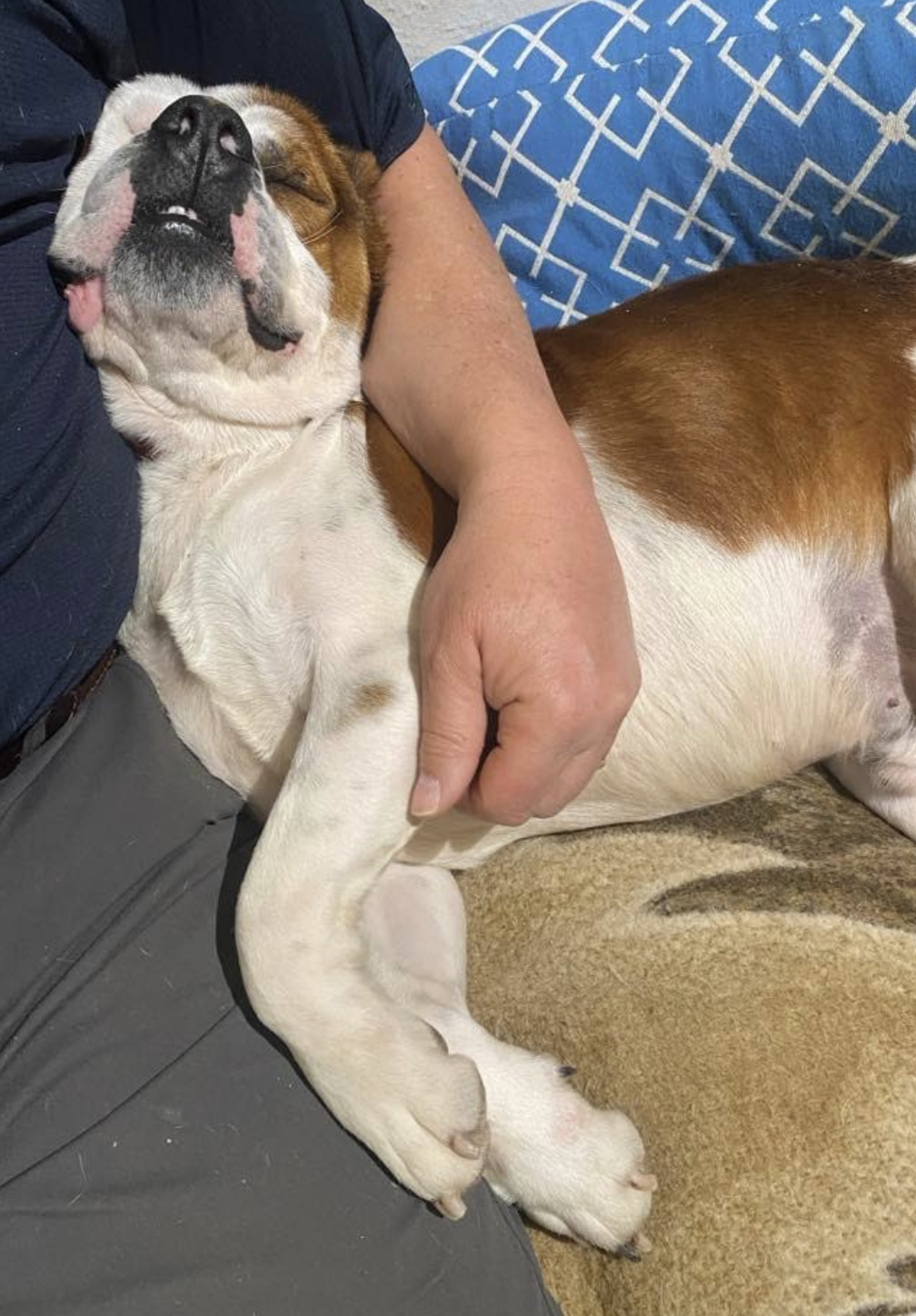 Gus (Courtesy Post)