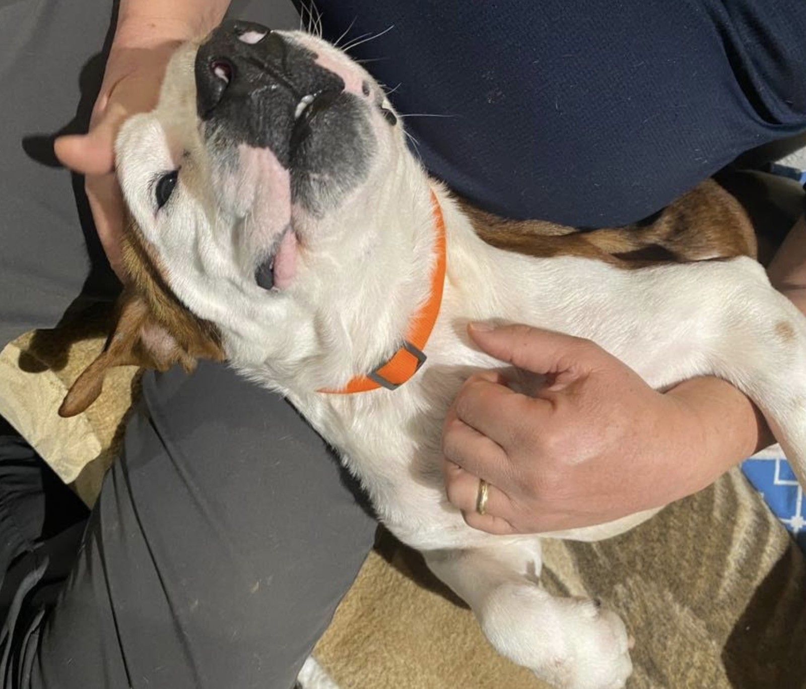 Gus (Courtesy Post)