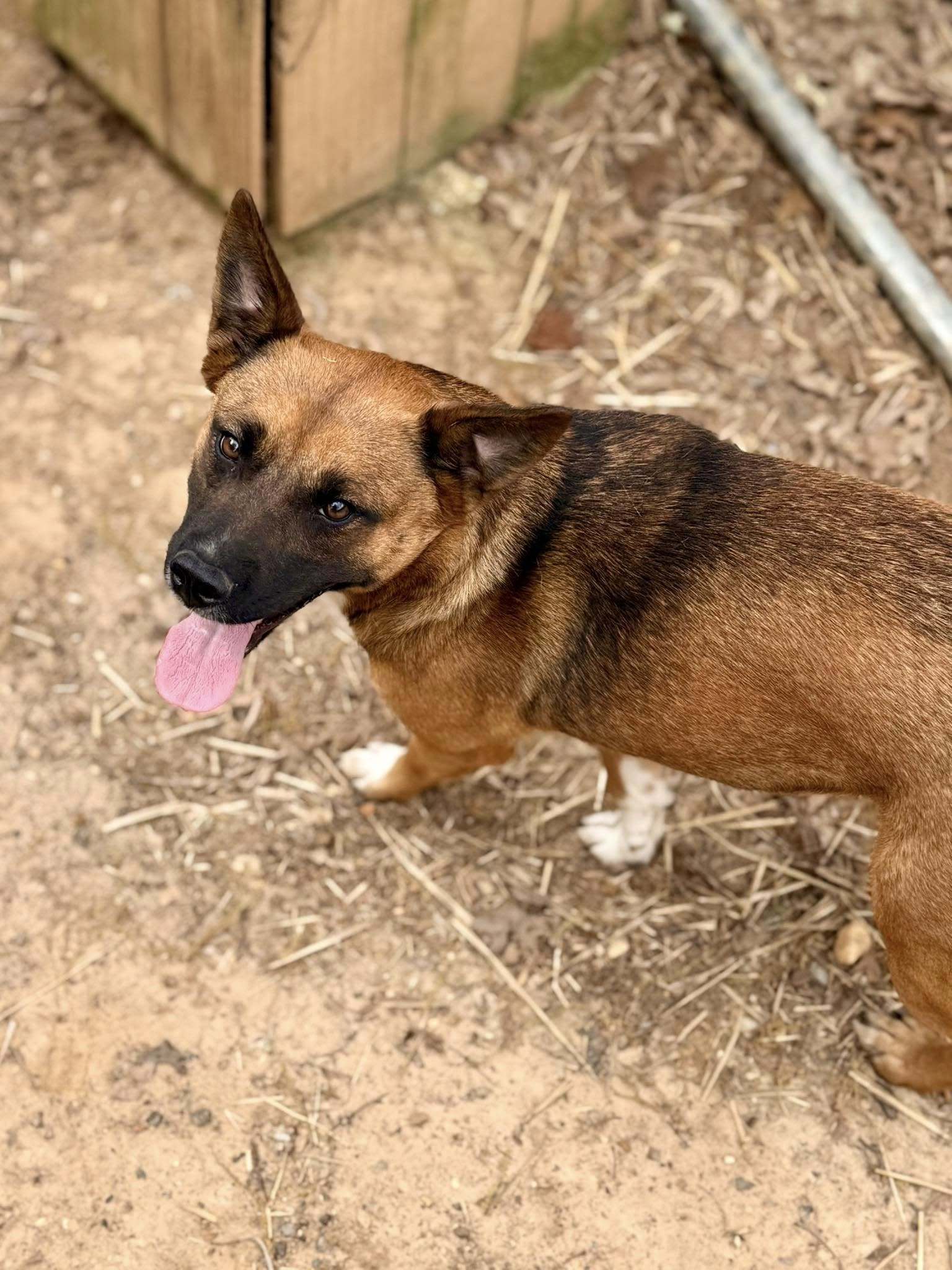 Stella