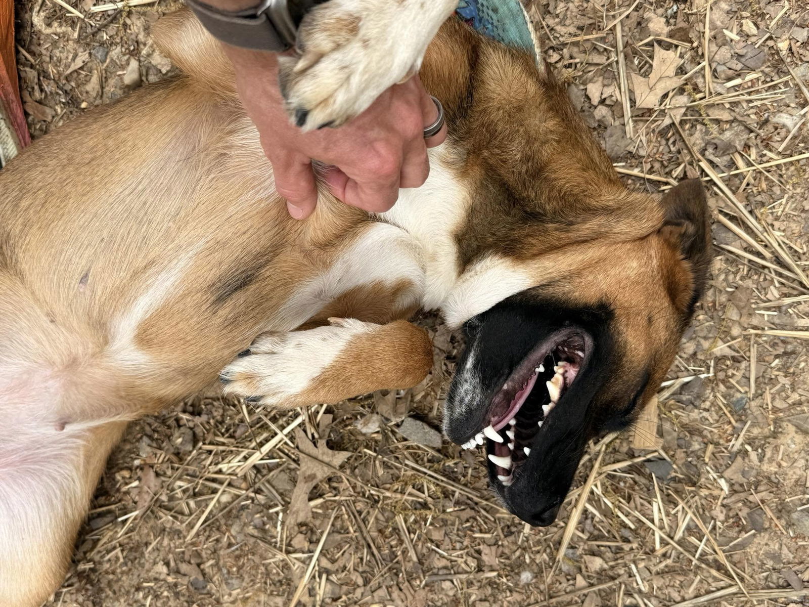 Stella