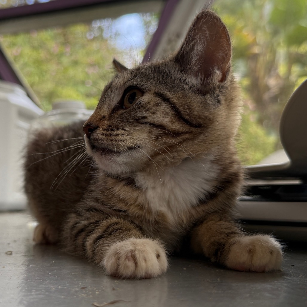 Princess Pea Pie, an adoptable Domestic Short Hair in Pahoa, HI, 96778 | Photo Image 1