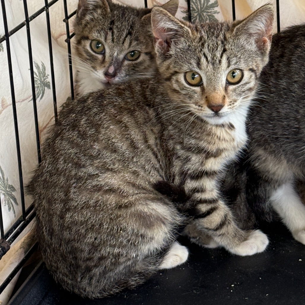Princess Pea Pie, an adoptable Domestic Short Hair in Pahoa, HI, 96778 | Photo Image 2