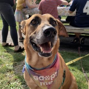Say hello to the GOODEST BOY EVER George is adoptable and ready to jump into your home and heart T