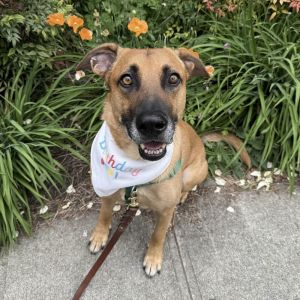 Say hello to the GOODEST BOY EVER George is adoptable and ready to jump into your home and heart T