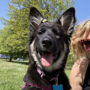 Meet Midge A Brilliant Pup Looking for Her Perfect Match Midge is on the hunt for her forever home