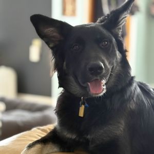 Looking for a smart curious and totally captivating pup Midge might just be your perfect match T