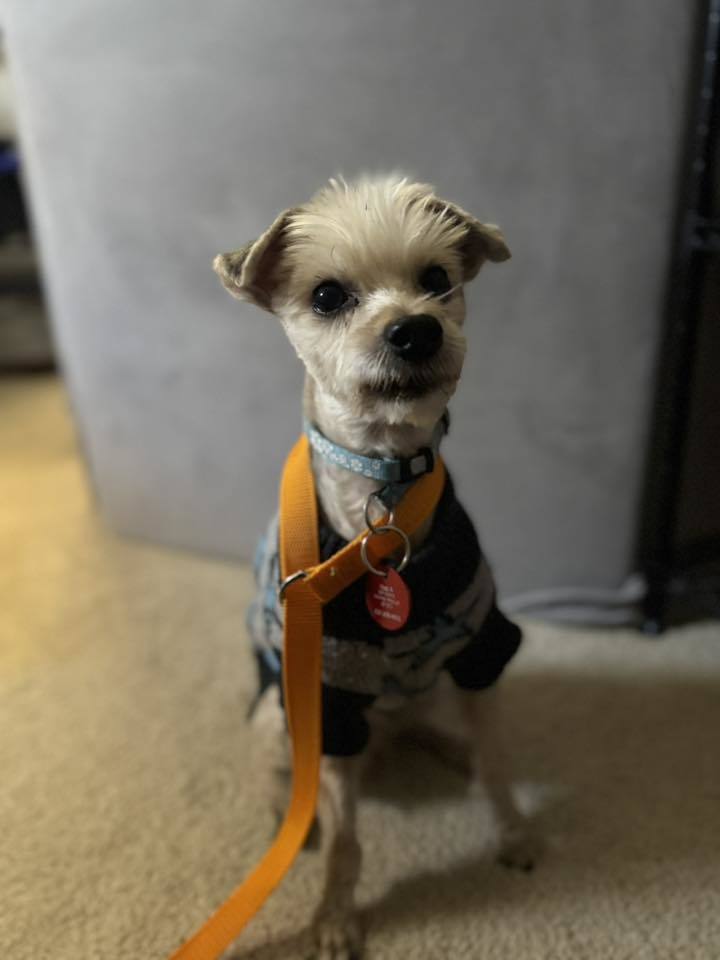 Brody D6059 - ADOPTION BEING FINALIZED