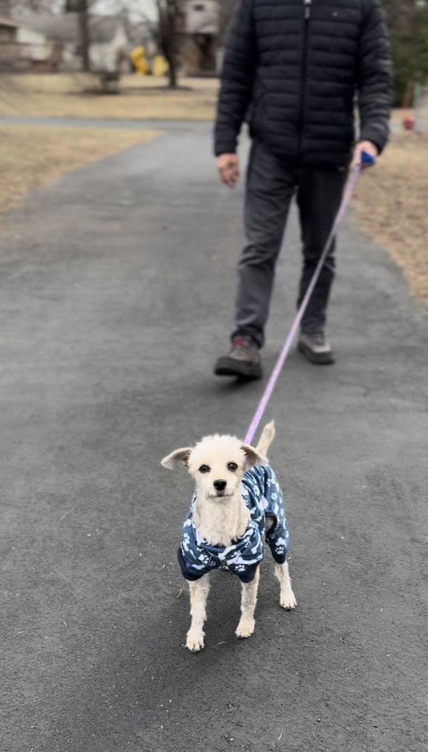 Brody D6059 - ADOPTION BEING FINALIZED